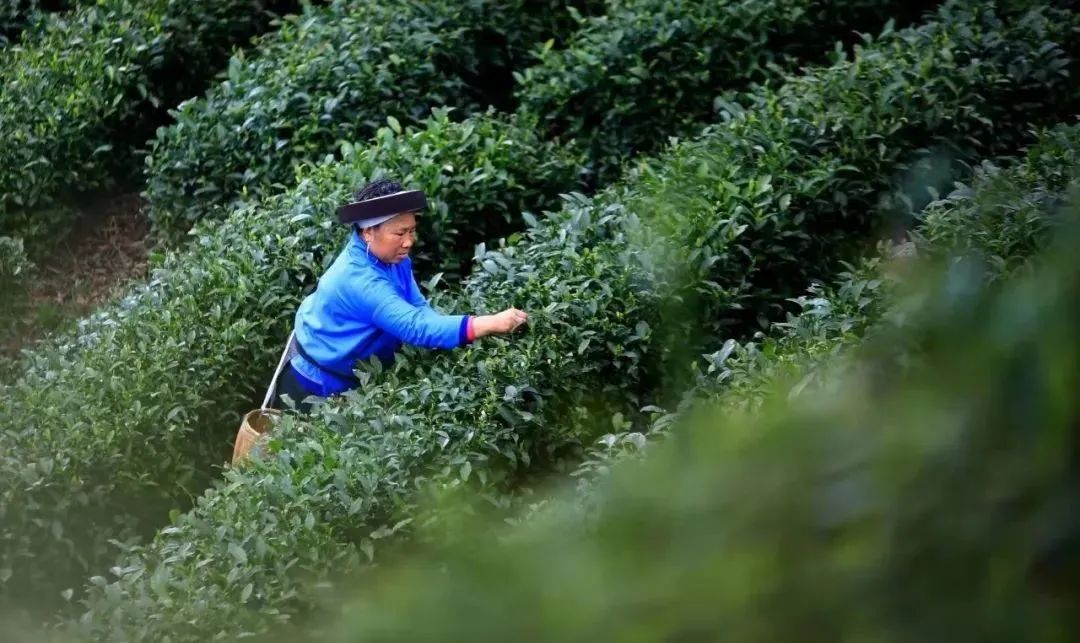 开阳富硒球茶