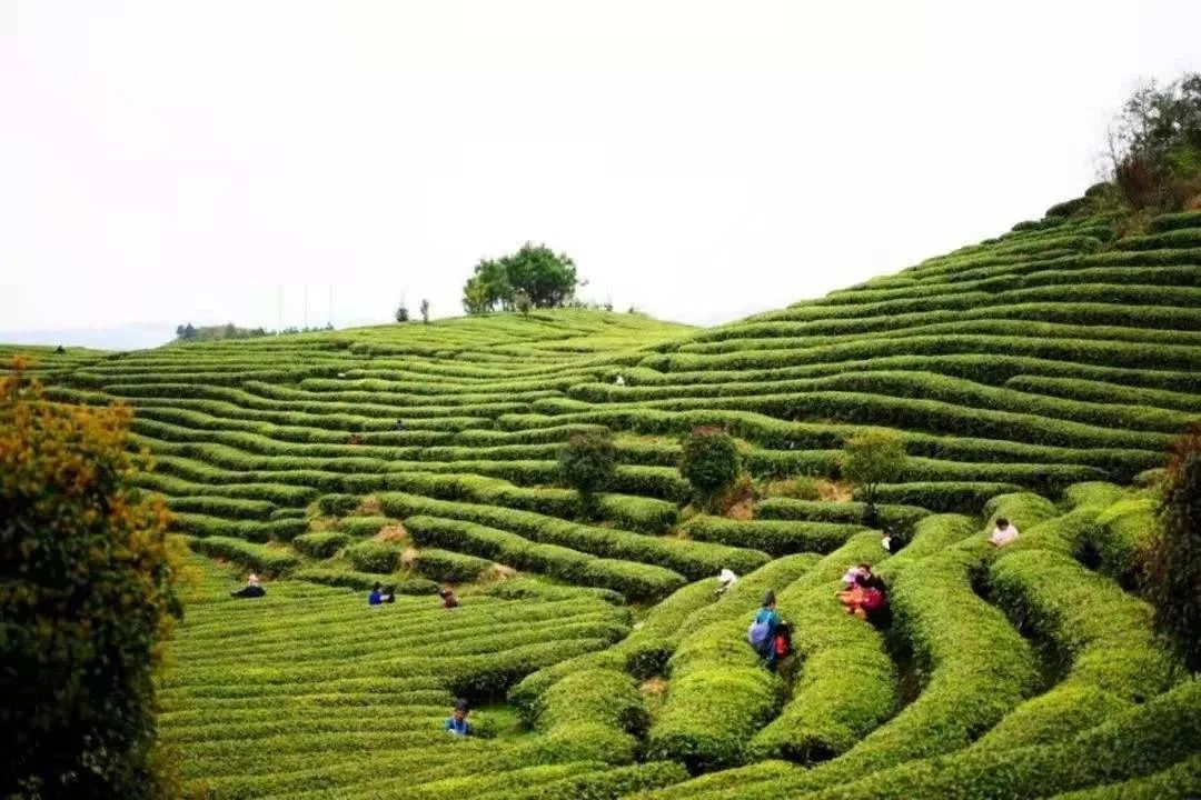 开阳富硒球茶