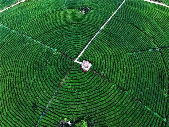 开阳富硒球茶