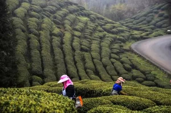 开阳富硒球茶