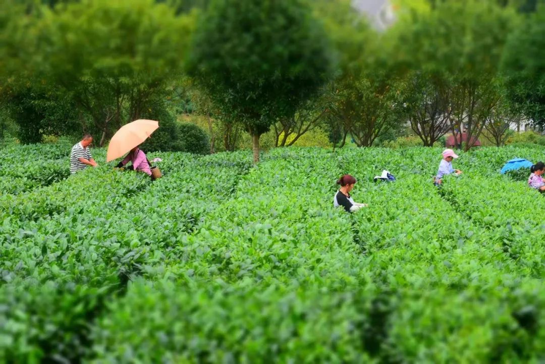 开阳富硒球茶