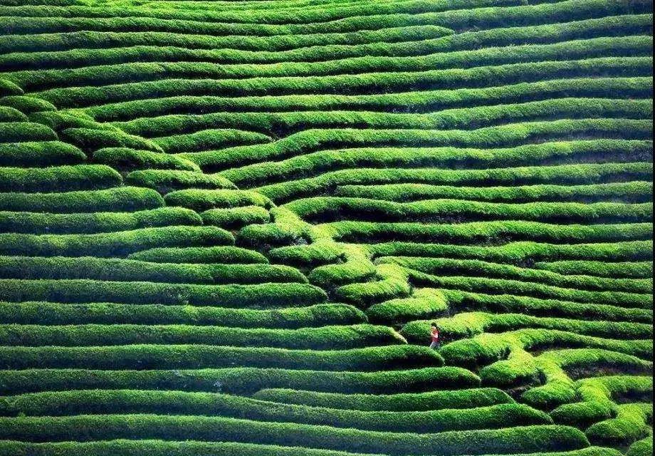 开阳富硒球茶