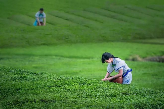 开阳富硒球茶