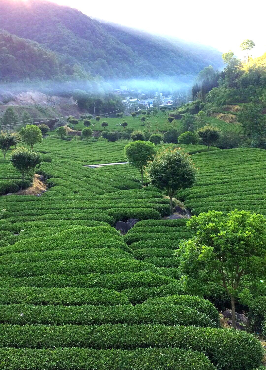 陕茶富硒绿茶