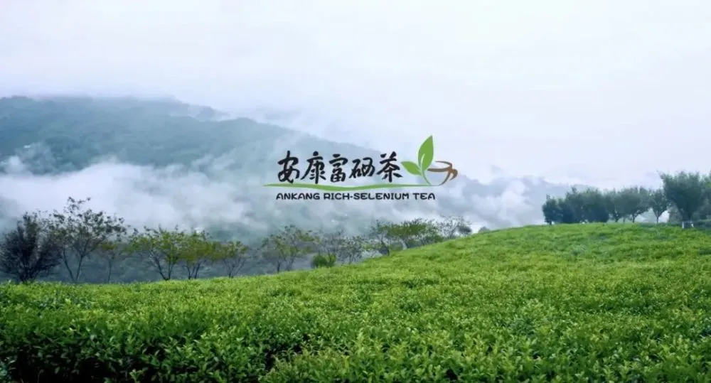 常德富锌硒茶