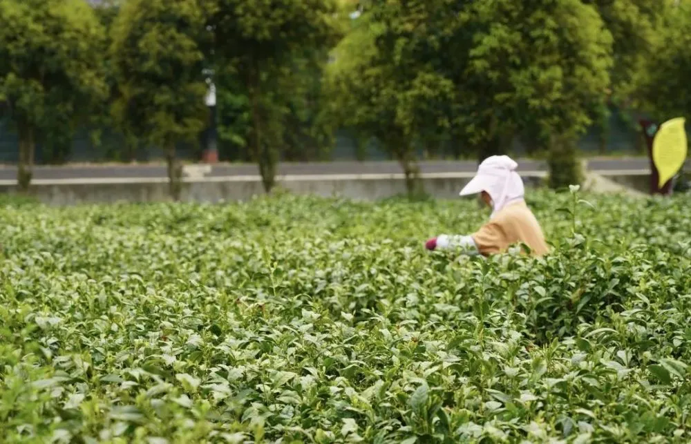 常德富锌硒茶