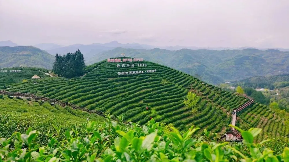 常德富锌硒茶