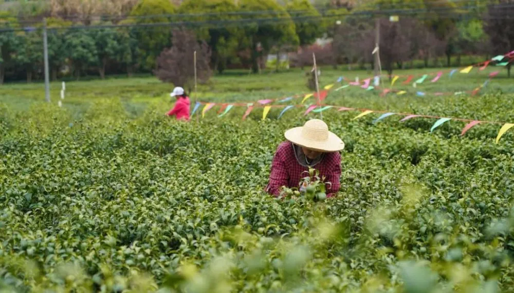 常德富锌硒茶