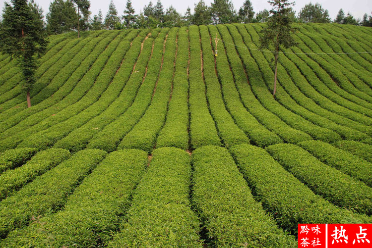 印度产富硒茶