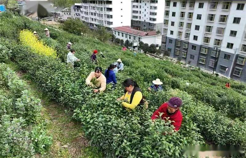 好喝的富硒茶