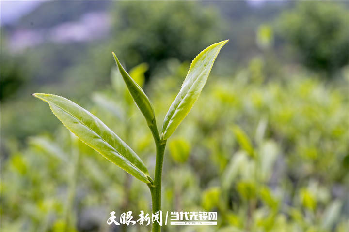 常德富锌硒茶