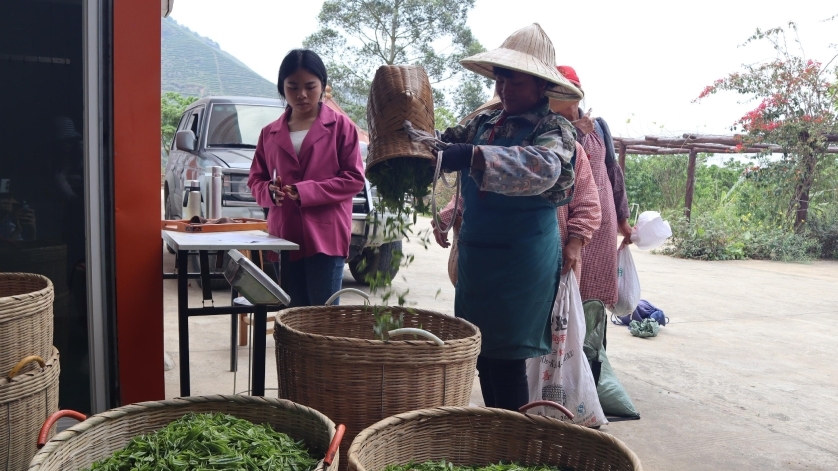 新鲜的富硒茶