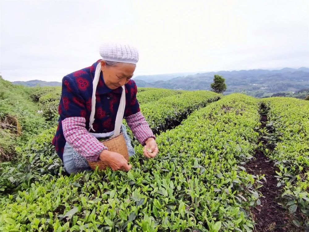 常德富锌硒茶