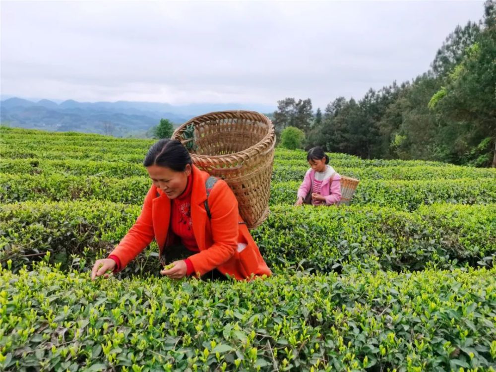 常德富锌硒茶