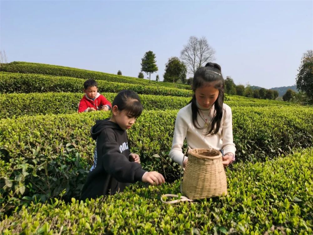 常德富锌硒茶