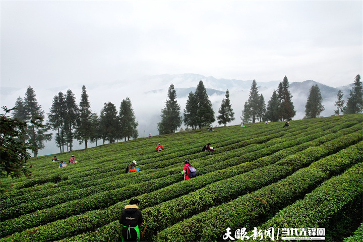 南充富锌硒茶