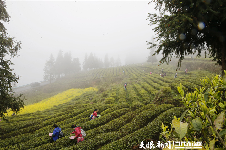 南充富锌硒茶