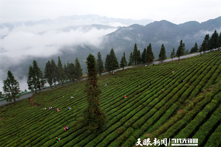 南充富锌硒茶