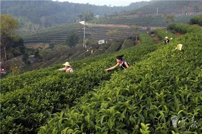 富硒原生古茶