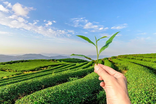 养生壶煮茶的各种配方_福鼎白茶的养生喝法