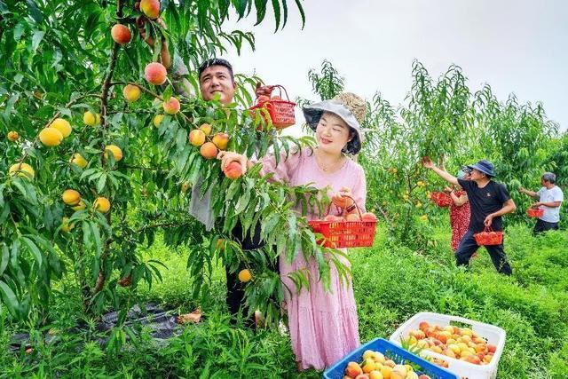 梨子寨富硒茶