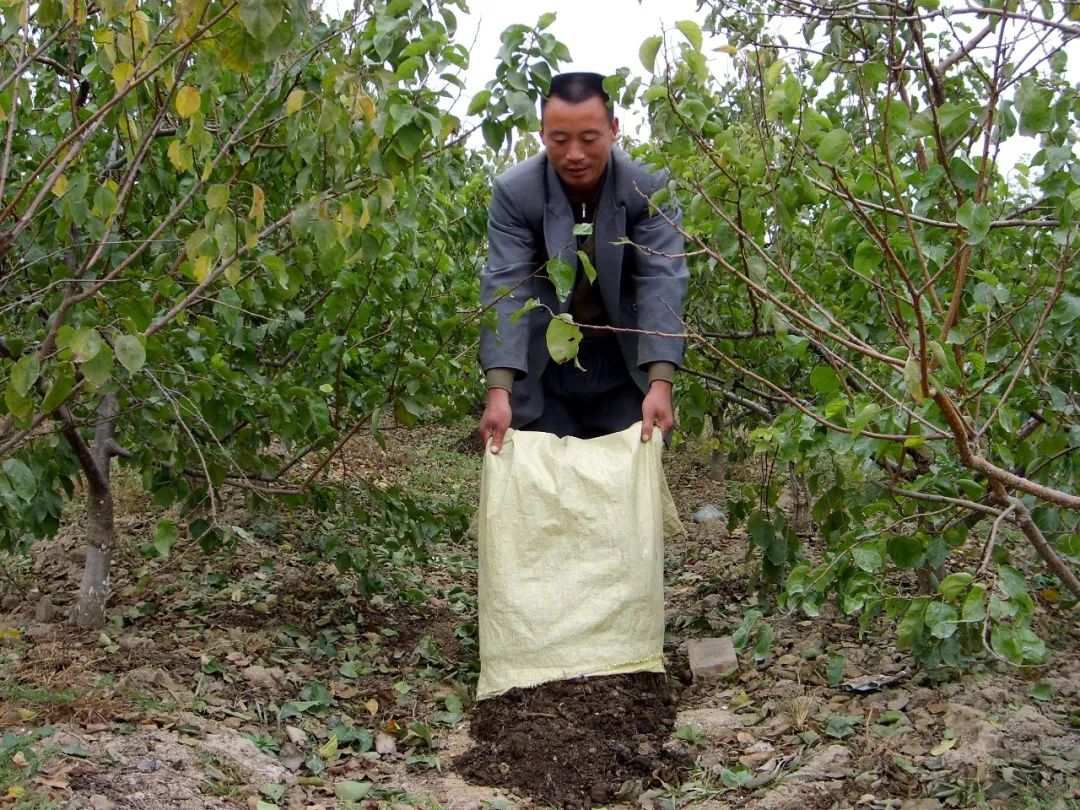 小分子富硒茶