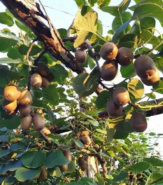 梨子寨富硒茶