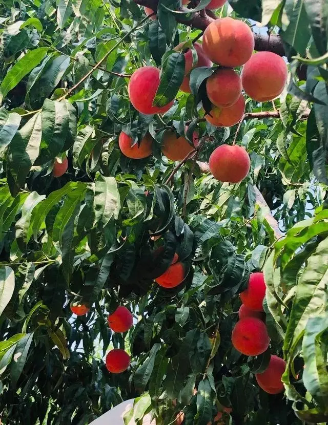 梨子寨富硒茶