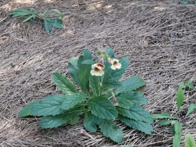 梨子寨富硒茶