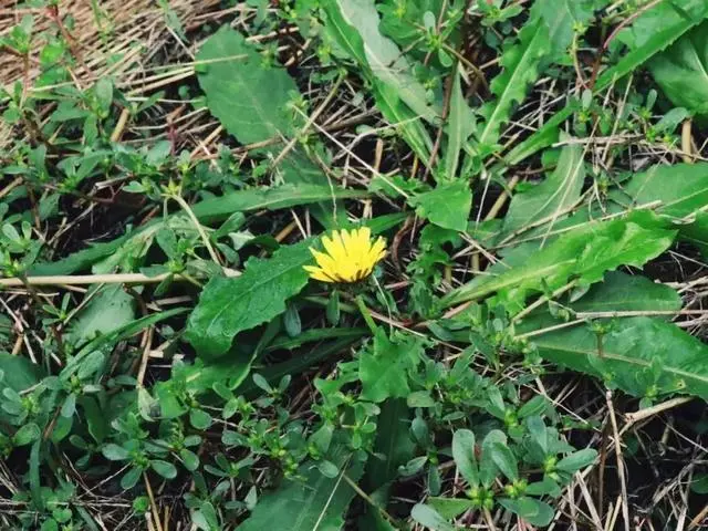 梨子寨富硒茶