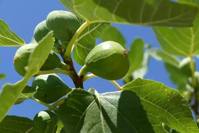 梨子寨富硒茶