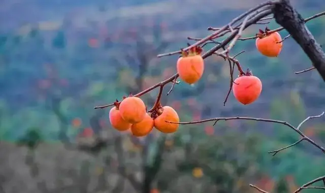 梨子寨富硒茶