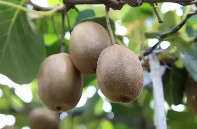 梨子寨富硒茶