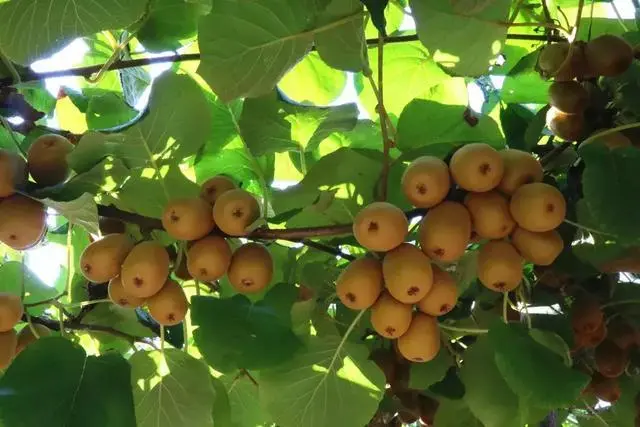 梨子寨富硒茶