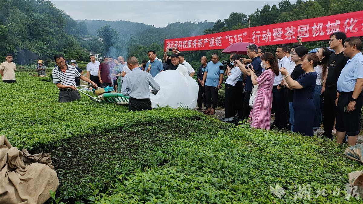 紫阳富硒老茶