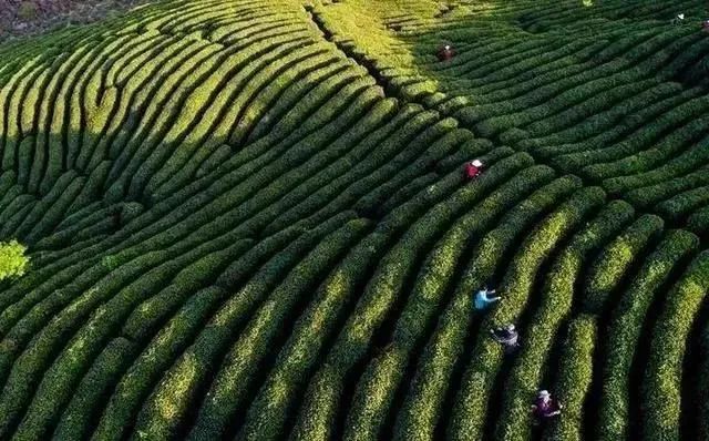 富硒茶 蒿坪