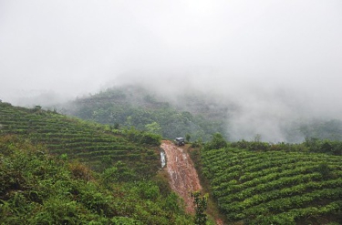 哪个富硒茶好