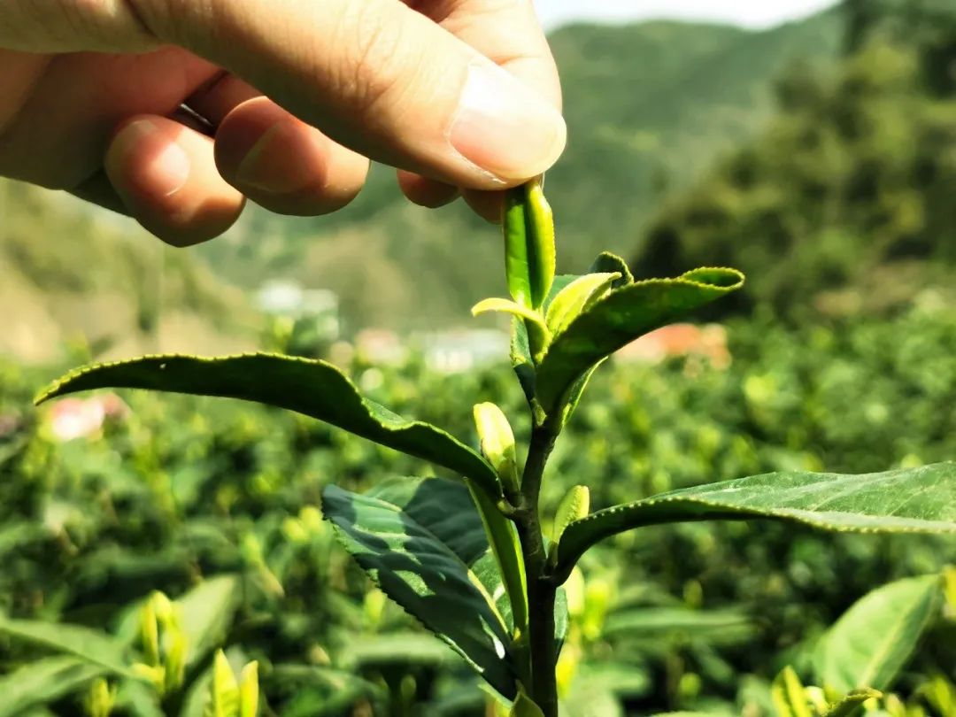 大竹园富硒茶