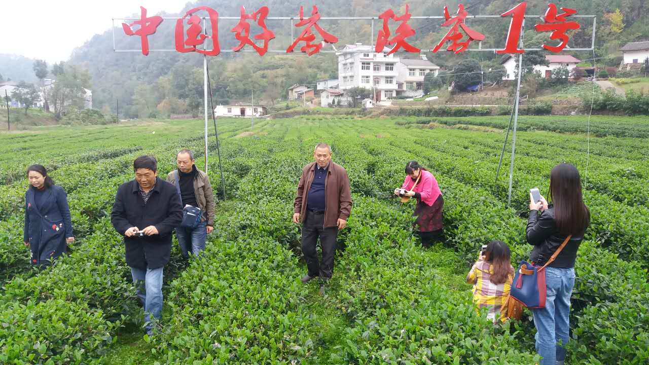 牛蹄镇富硒茶