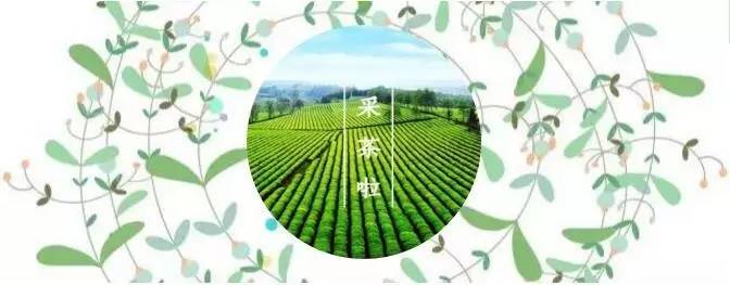 采茶匠富硒茶