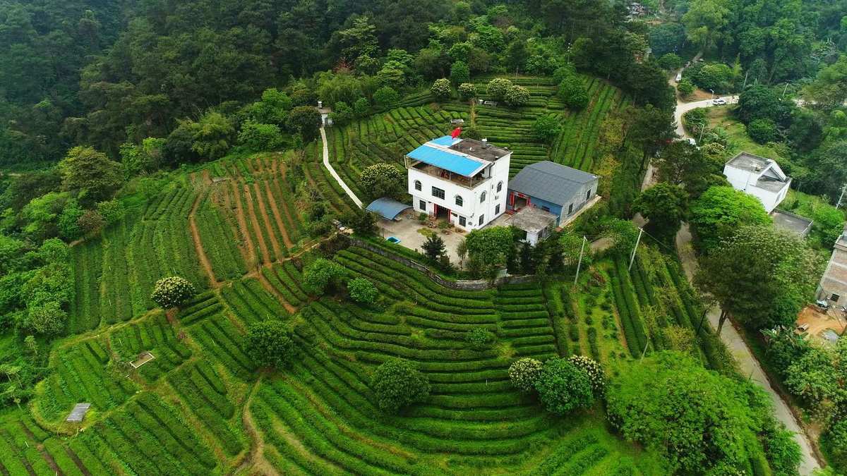 牛蹄镇富硒茶