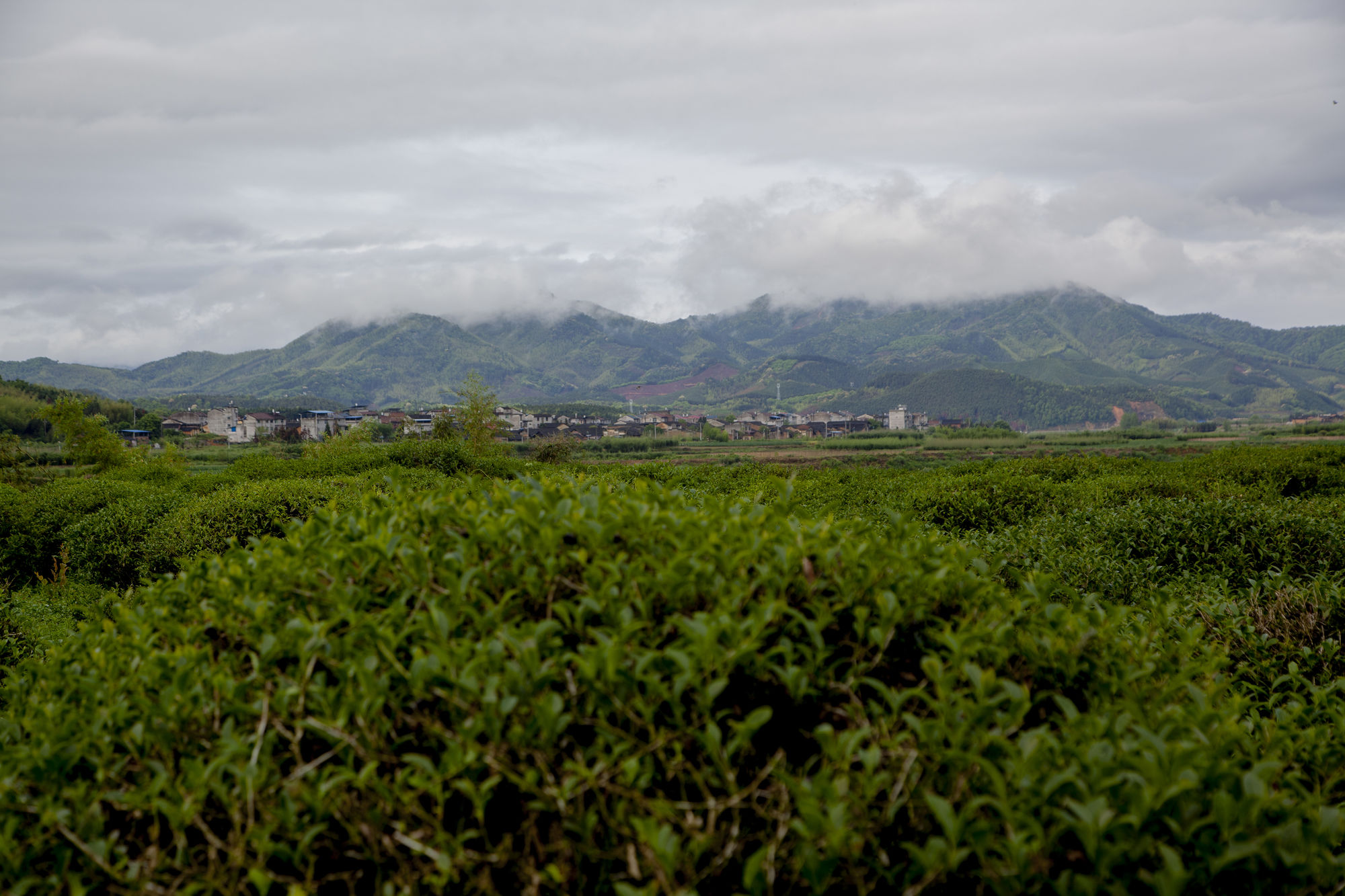 牛蹄镇富硒茶