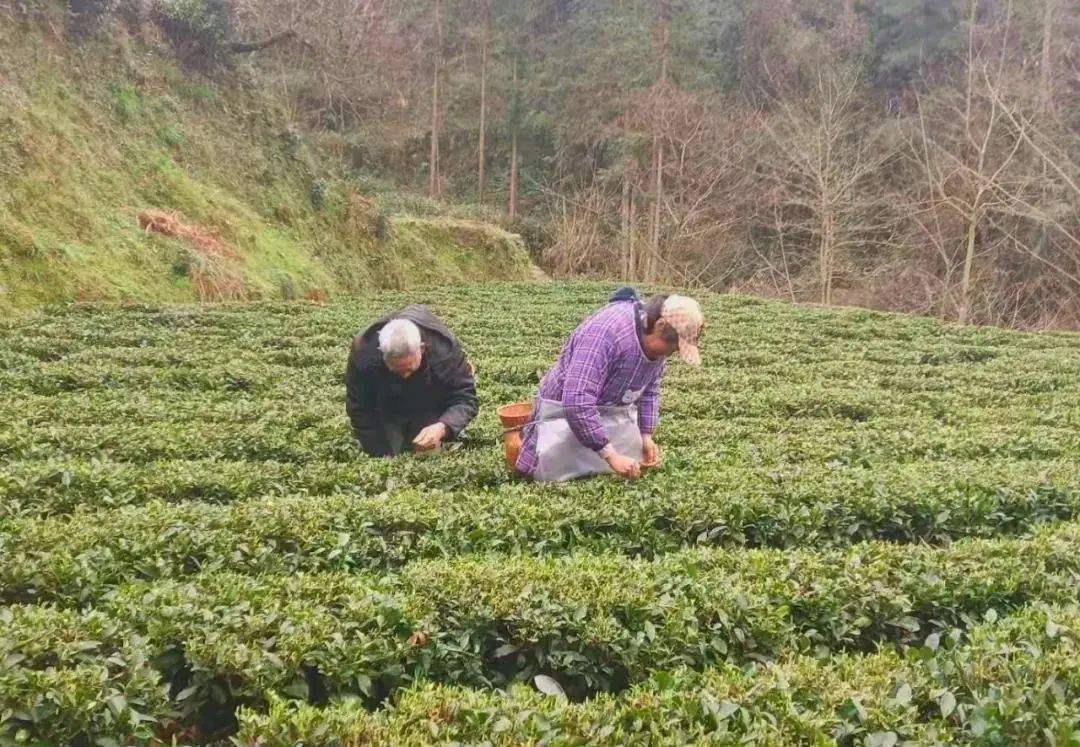 恩施富硒的茶