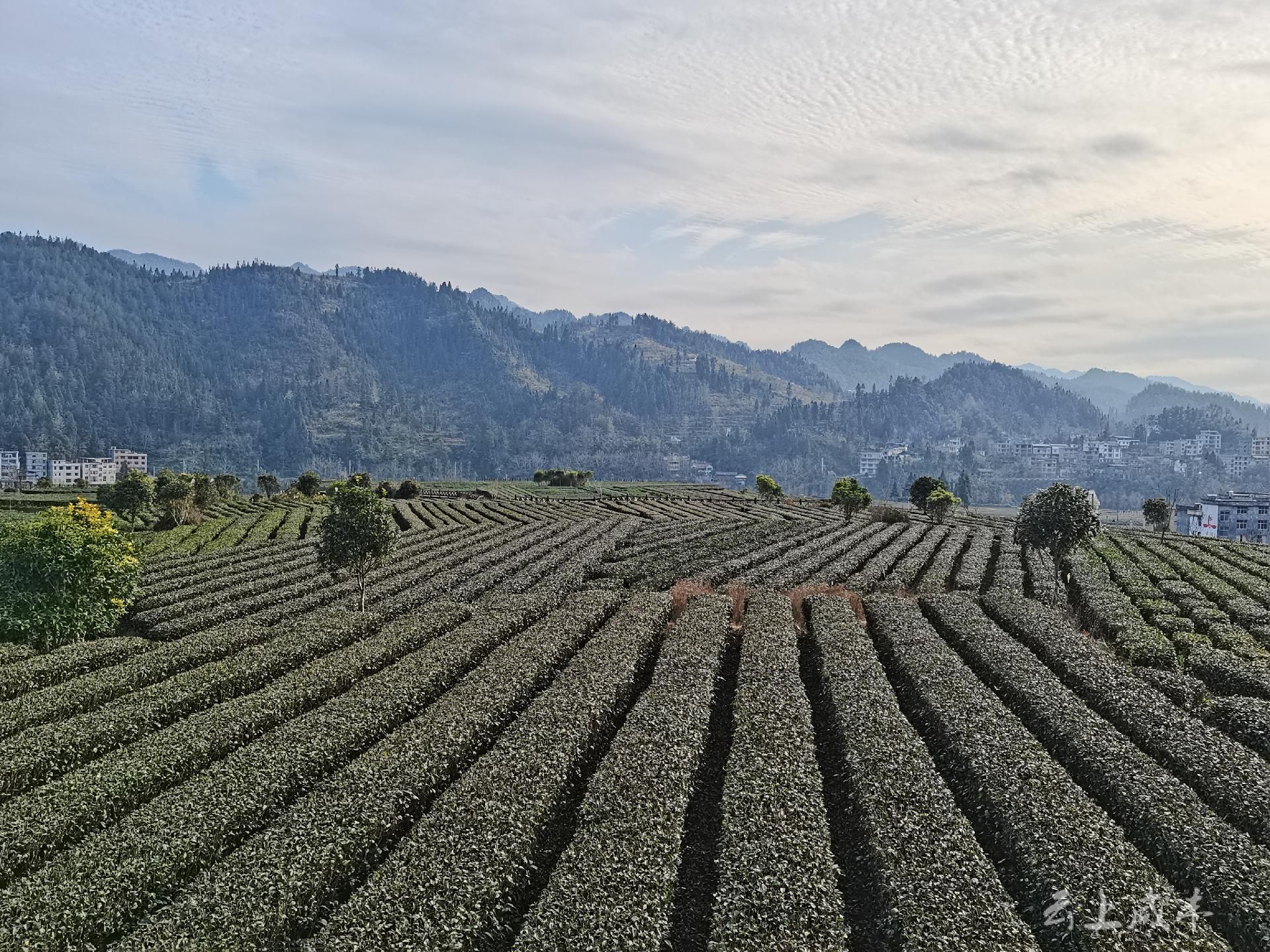 恩施富硒的茶