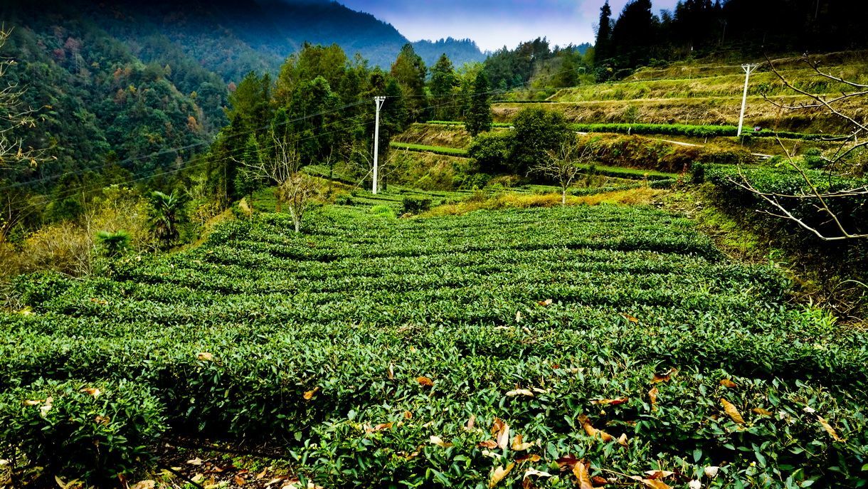 恩施富硒的茶