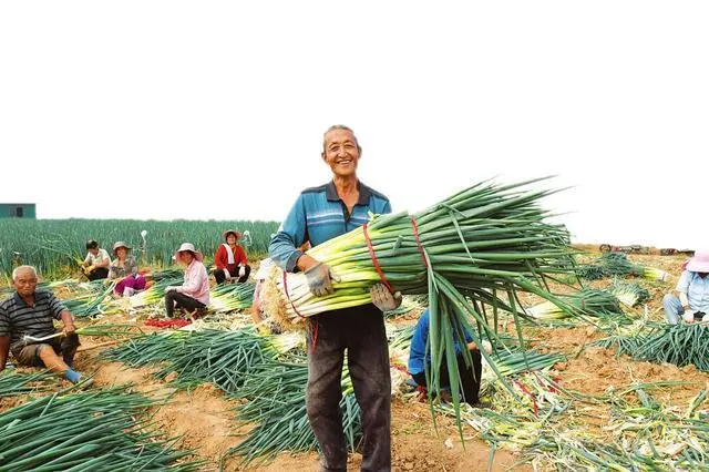 梨子寨富硒茶