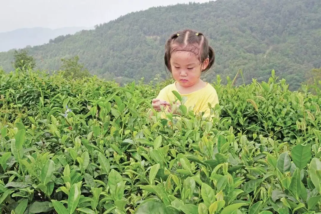 大竹园富硒茶