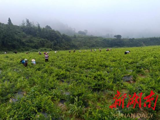 正宗富硒莓茶