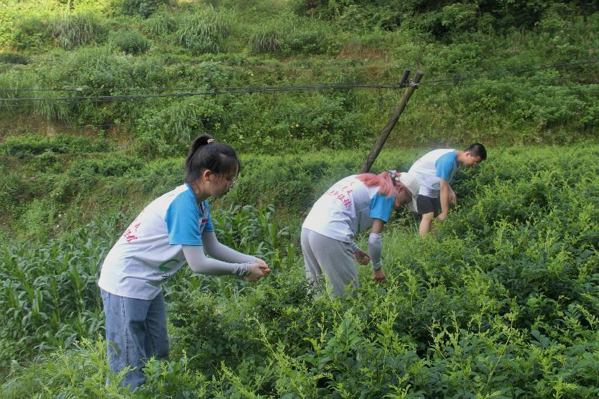 正宗富硒莓茶