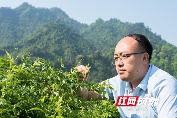 正宗富硒莓茶